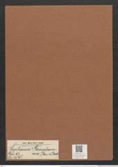 Sceptroneis ? gompohnema (Jan. et Rabh.) (de-Toni-Nr.: Genus 63, Species 2568) Zeichnungen Sammlung Grunow Mappe 02744 (Herbarium_W_Grunow_drawings_Folder_02744)